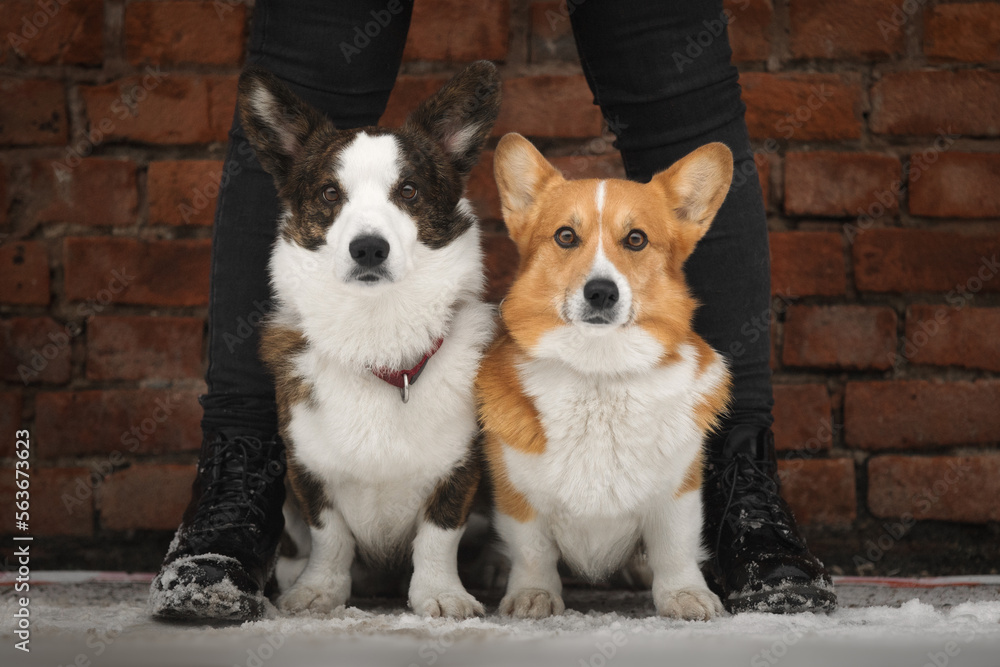 Portrait of two cute corgi dogs