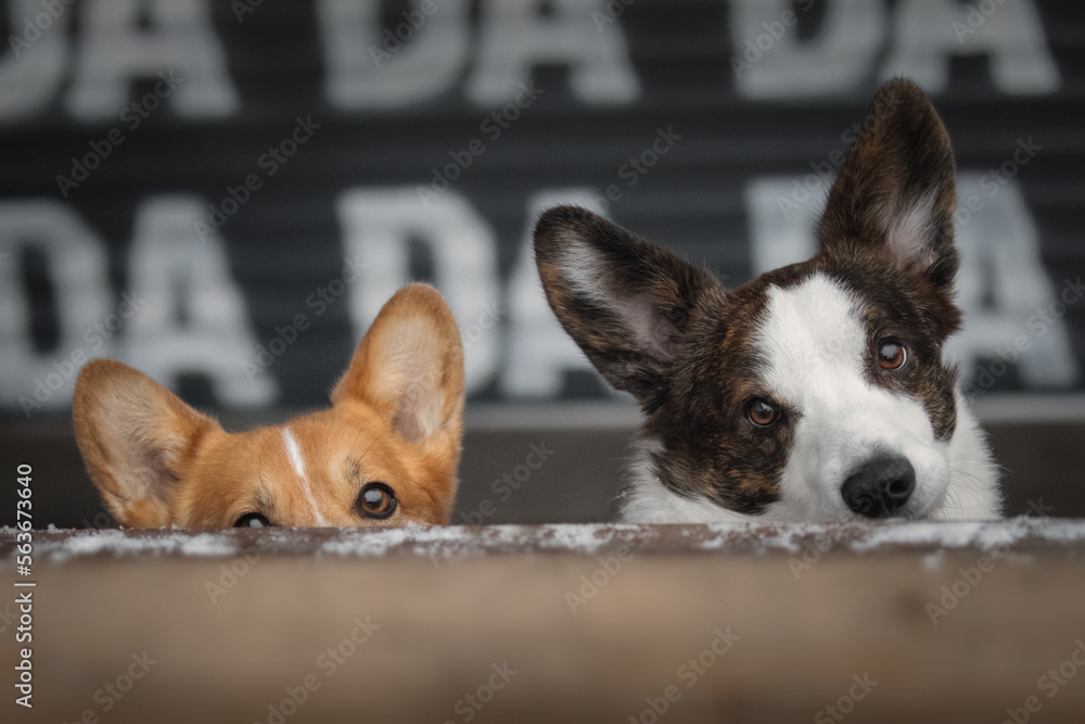 Portrait of two cute corgi dogs