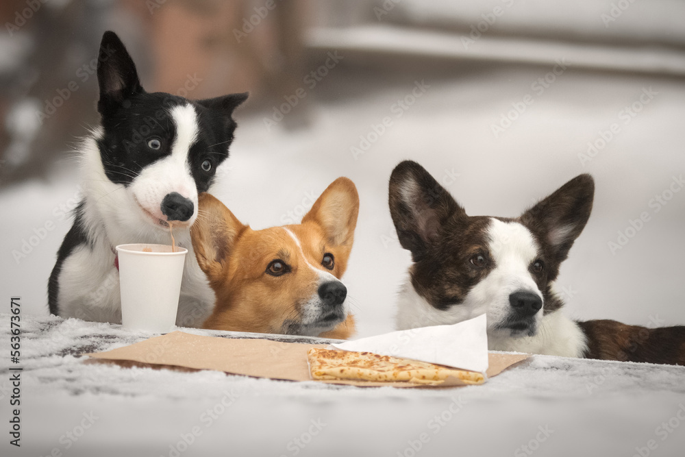 Tree dogs corgi and border collie sitting at a table