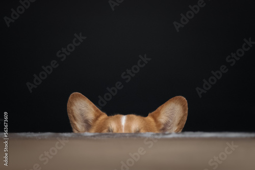 Obraz na płótnie Cute red corgi dog's eats w salonie