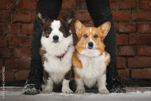 Obraz na płótnie Portrait of two cute corgi dogs w salonie
