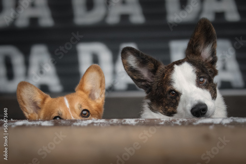 Obraz na płótnie Portrait of two cute corgi dogs w salonie