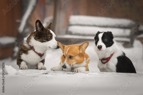 Tree dogs corgi and border collie sitting at a table