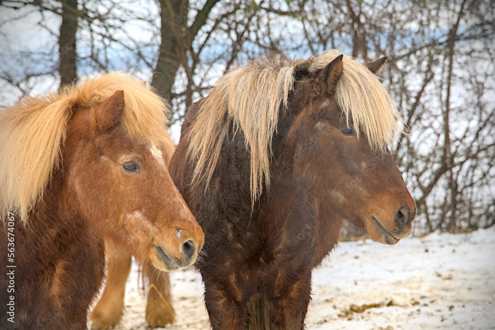 portrait of two beautiful icelandic horses playing together wild