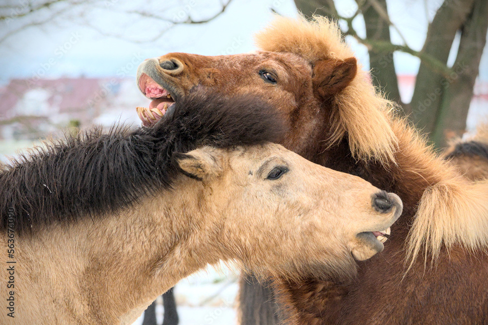 portrait of two beautiful icelandic horses playing together wild