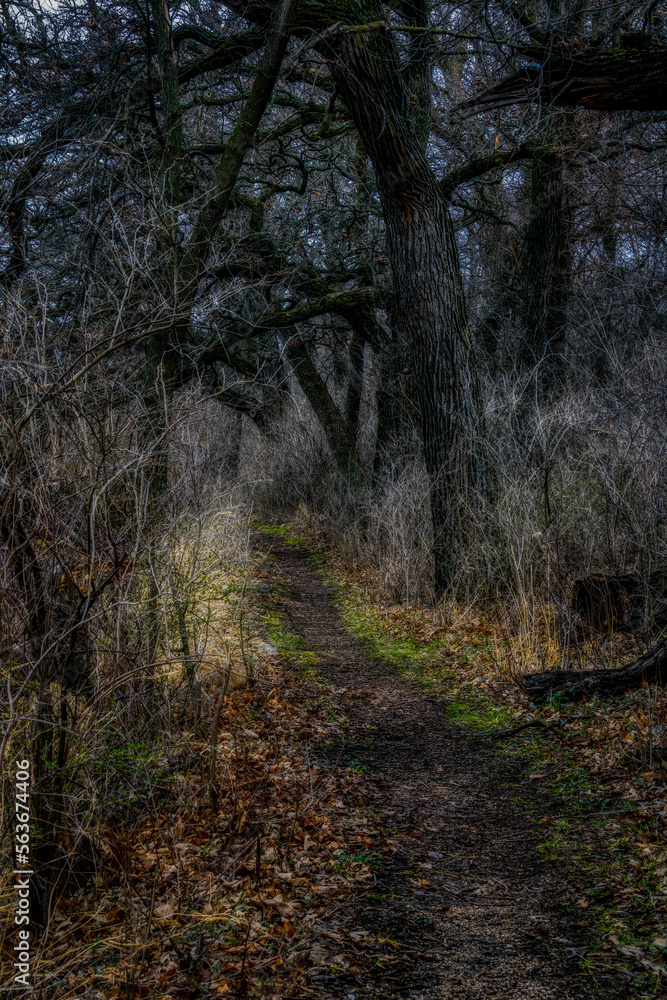 Fototapeta premium Dark Moody path through the woods