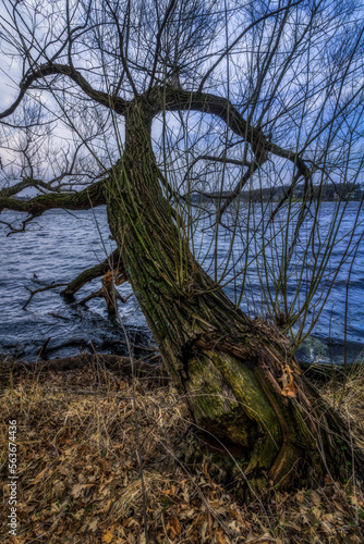 Tree in the lake