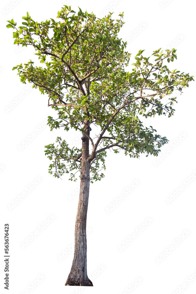 Obraz premium Tree isolated on white background