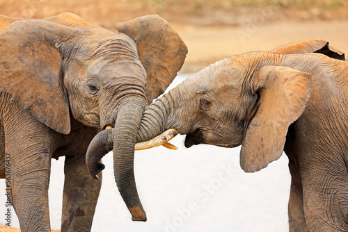 Interaction between two African elephants (Loxodonta africana), Addo Elephant National Park, South Africa.