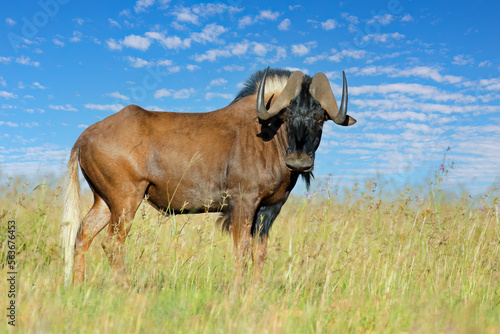 Wallpaper Mural A black wildebeest (Connochaetes gnou) standing in grassland, Mountain Zebra National Park, South Africa. Torontodigital.ca