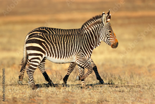 Cape mountain zebras  Equus zebra  in natural habitat  Mountain Zebra National Park  South Africa.
