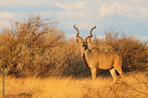 Male kudu antelope (Tragelaphus strepsiceros) in natural habitat, South Africa.