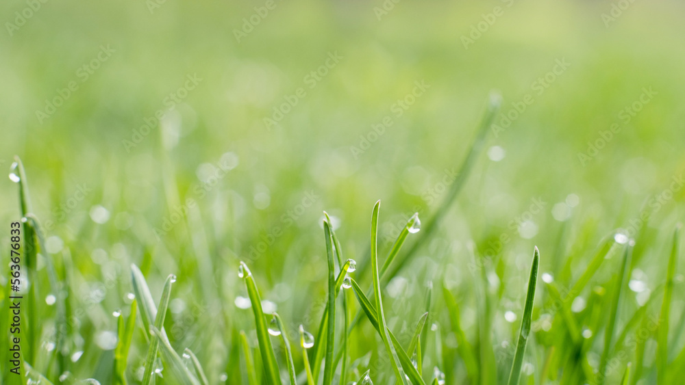 Morning lawn. Dew meadow. Nature beauty. Vibrant green grass cover with shiny clear drops of water blur macro shooting. Morning lawn. Dew meadow. Nature beauty. Vibrant green grass cover with shiny clear drops of water blur macro shooting.