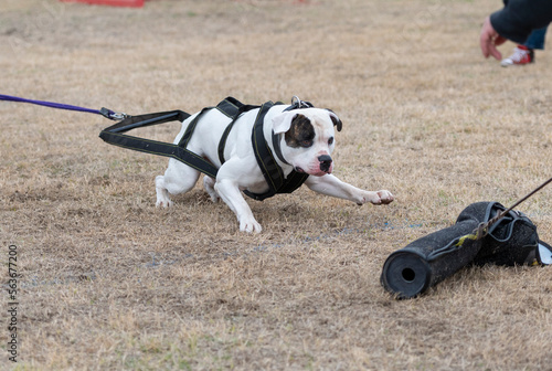 American bulldog pulling for a lure at a weight pull