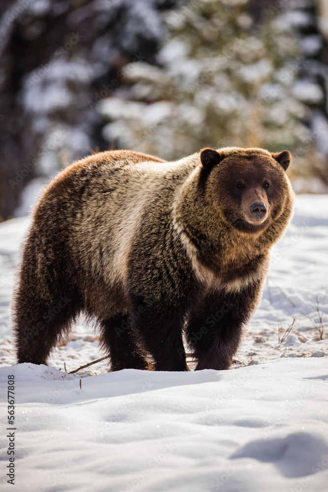Winter Grizzly 2 Winter Grizzly 2