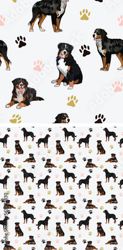 Seamless Bernese Mountain dog pattern, holiday texture. Square format, t-shirt, poster, packaging, textile, socks, textile, fabric, decoration, wrapping paper. Trendy Berner Sennenhund dog wallpaper.