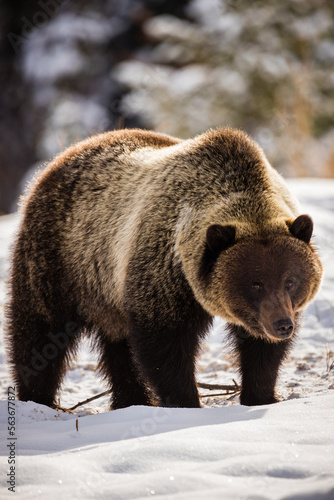 Winter Grizzly 3