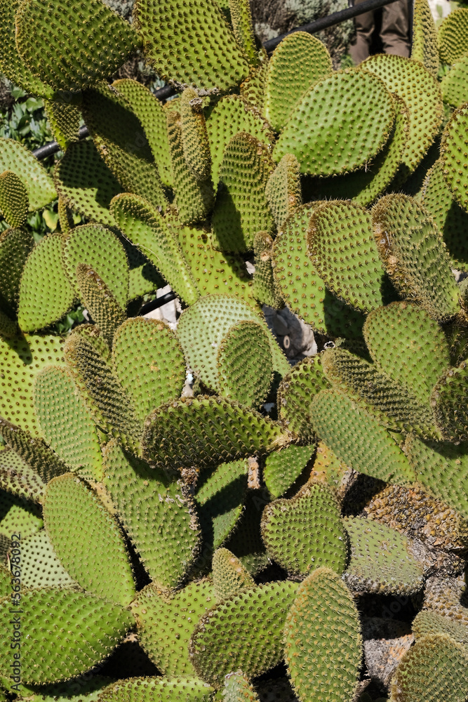 Close up of cactus Close up of cactus