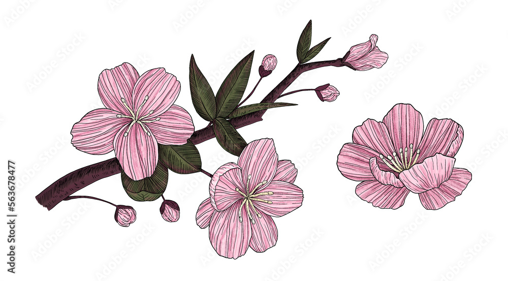 Fototapeta premium Sakura branch. Spring flowers. Cherry blossoms. Hand-drawn