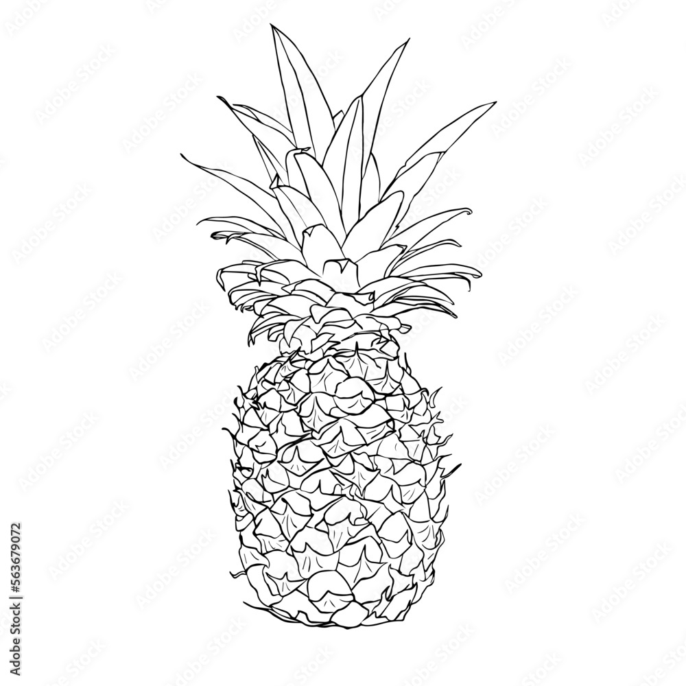Obraz premium Hand Drawn Pineapple Vector Illustration - Tropical Fruit Collection