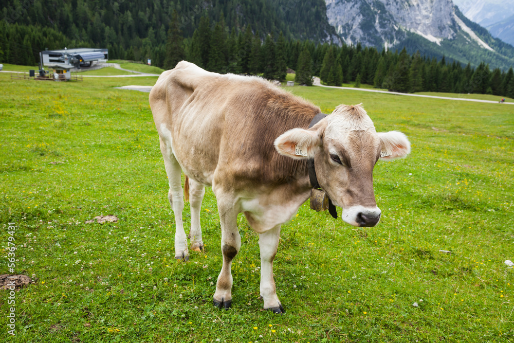 Alpine Cow at Ehrwald mountain Range in Austria
