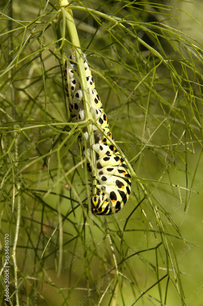 Swallowtail catepillar (Papilio machaon) on fennel in Swiss cottage garden Swallowtail catepillar (Papilio machaon) on fennel in Swiss cottage garden