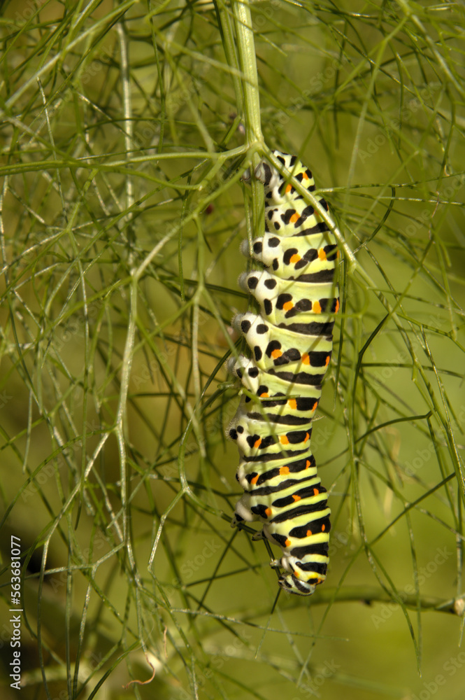 Swallowtail catepillar (Papilio machaon) on fennel in Swiss cottage garden Swallowtail catepillar (Papilio machaon) on fennel in Swiss cottage garden