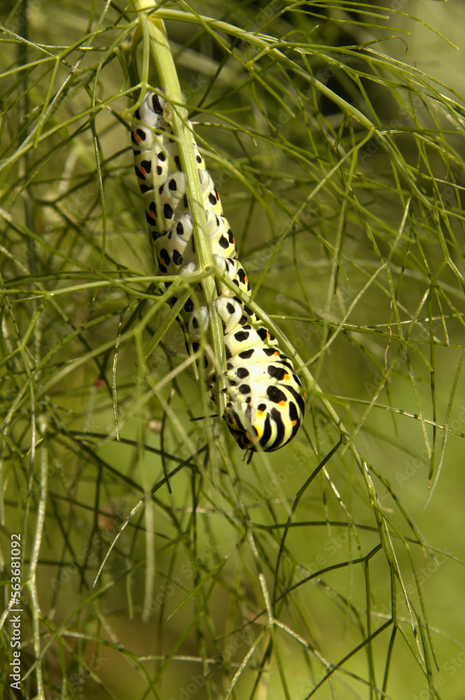 Swallowtail catepillar (Papilio machaon) on fennel in Swiss cottage garden Swallowtail catepillar (Papilio machaon) on fennel in Swiss cottage garden