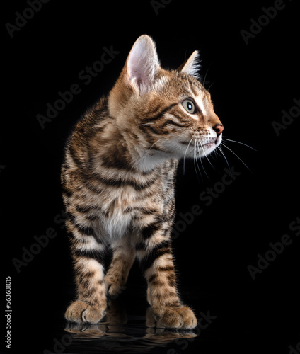 bengal kitten in studio