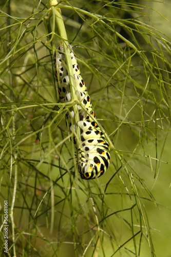 Swallowtail catepillar (Papilio machaon) on fennel in Swiss cottage garden