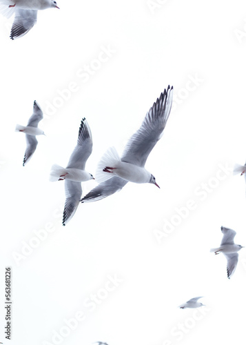 Several white seagulls in the sky. Flying white birds. White sky filled with seagulls