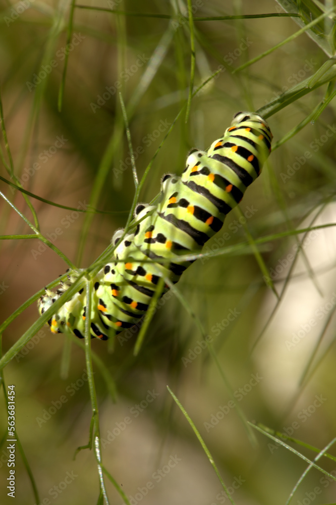 Swallowtail catepillar (Papilio machaon) on fennel in Swiss cottage garden