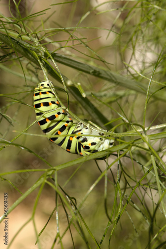 Swallowtail catepillar (Papilio machaon) on fennel in Swiss cottage garden © elliottcb