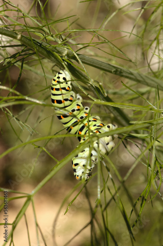 Swallowtail catepillar (Papilio machaon) on fennel in Swiss cottage garden © elliottcb