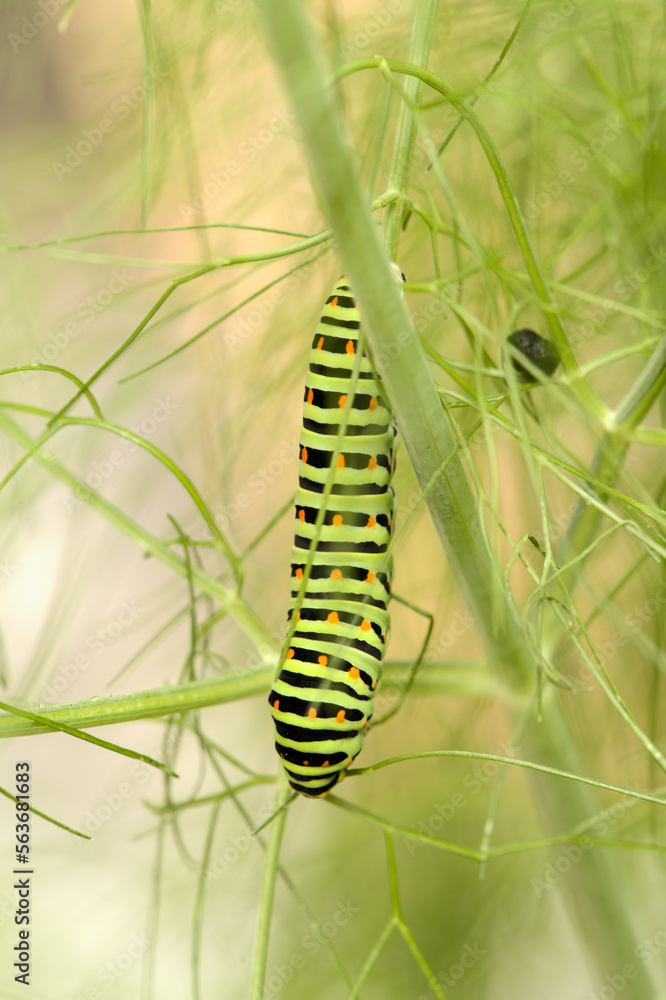 Swallowtail catepillar (Papilio machaon) on fennel in Swiss cottage garden