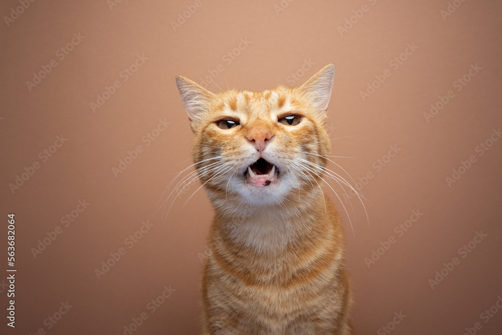 Ginger tabby cat staring directly into the camera with an open mouth. The background is a vibrant orange color, adding a striking contrast to the soft fur of the cat. The Ginger tabby cat staring directly into the camera with an open mouth. The background is a vibrant orange color, adding a striking contrast to the soft fur of the cat. The
