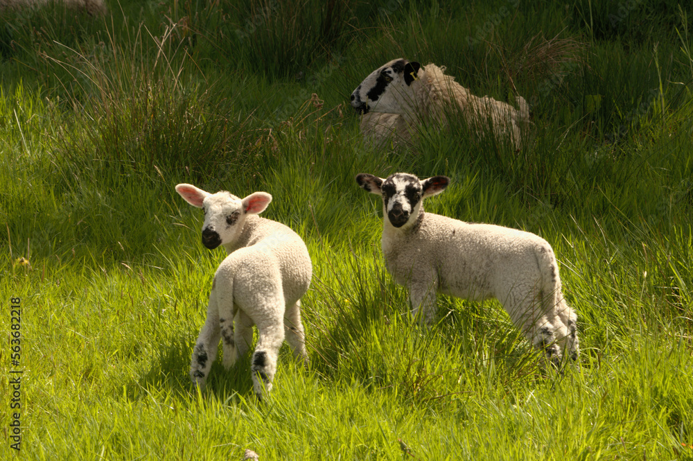 Spring lambs in Somerset meadow Spring lambs in Somerset meadow