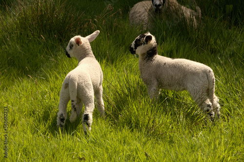 Spring lambs in Somerset meadow