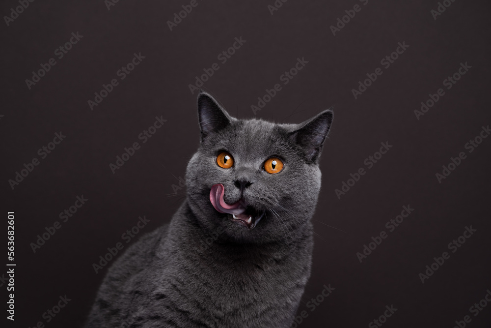 Close-up shot of a hungry British Shorthair cat delicately licking its whiskers while gazing to the side. The dark  background complimenting soft and dense fur of the domestic cat.