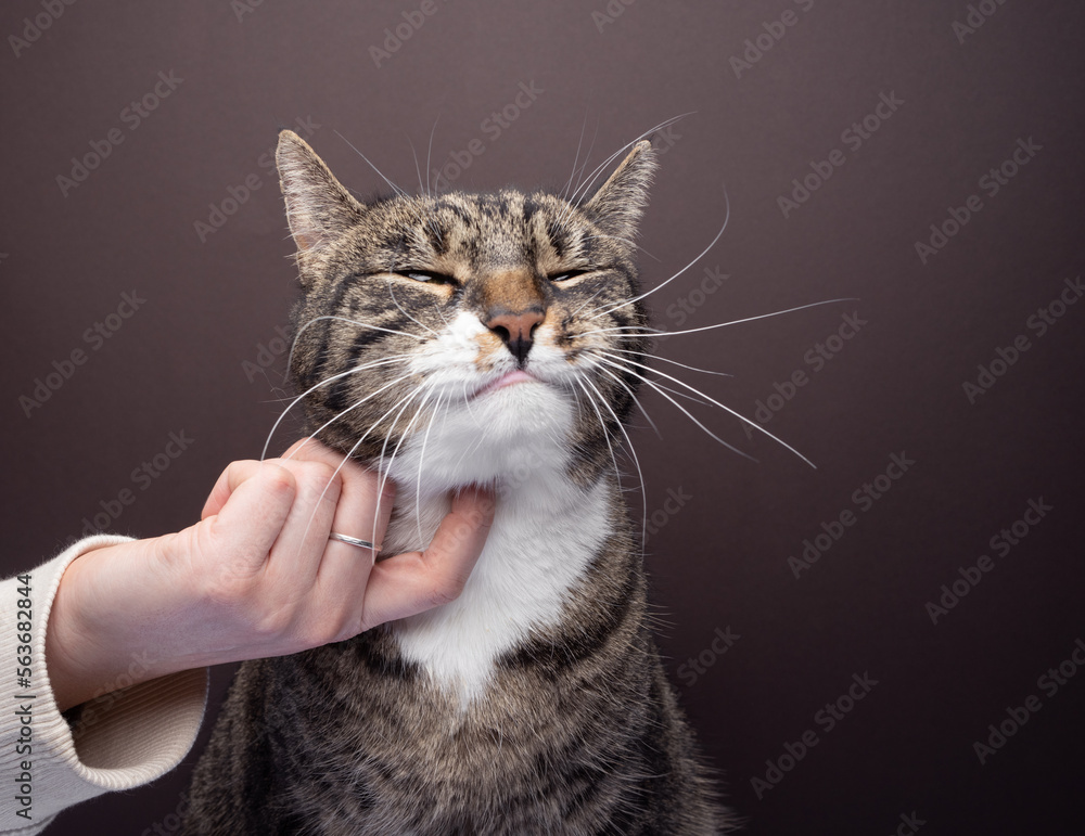 Tabby cat being petted under the chin by an unrecognizable person. The