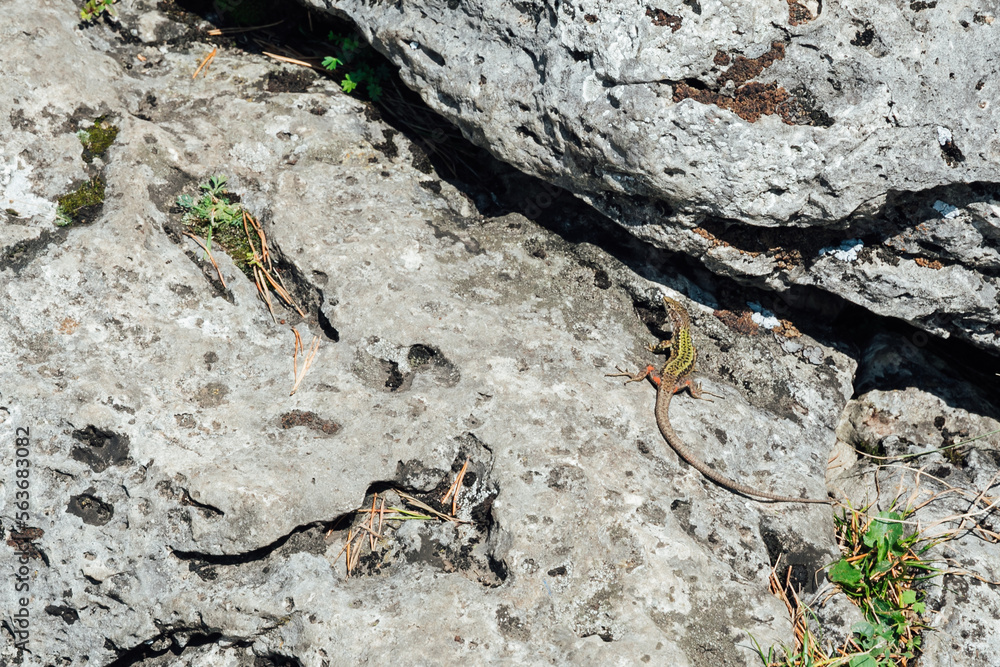 green lizard on a large gray stone with green grass green lizard on a large gray stone with green grass