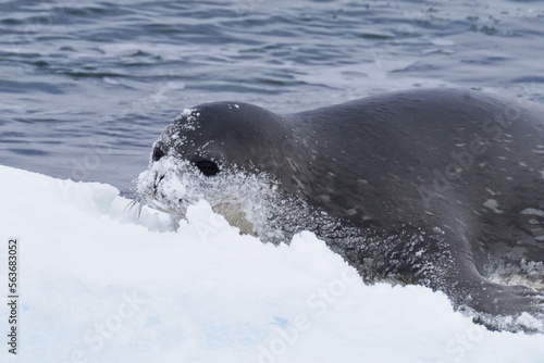 Weddell Seal in Antarctica with Snow Covered Face