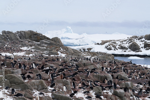 Adélie penguin colony - Red Rock Ridge, Antarctica
