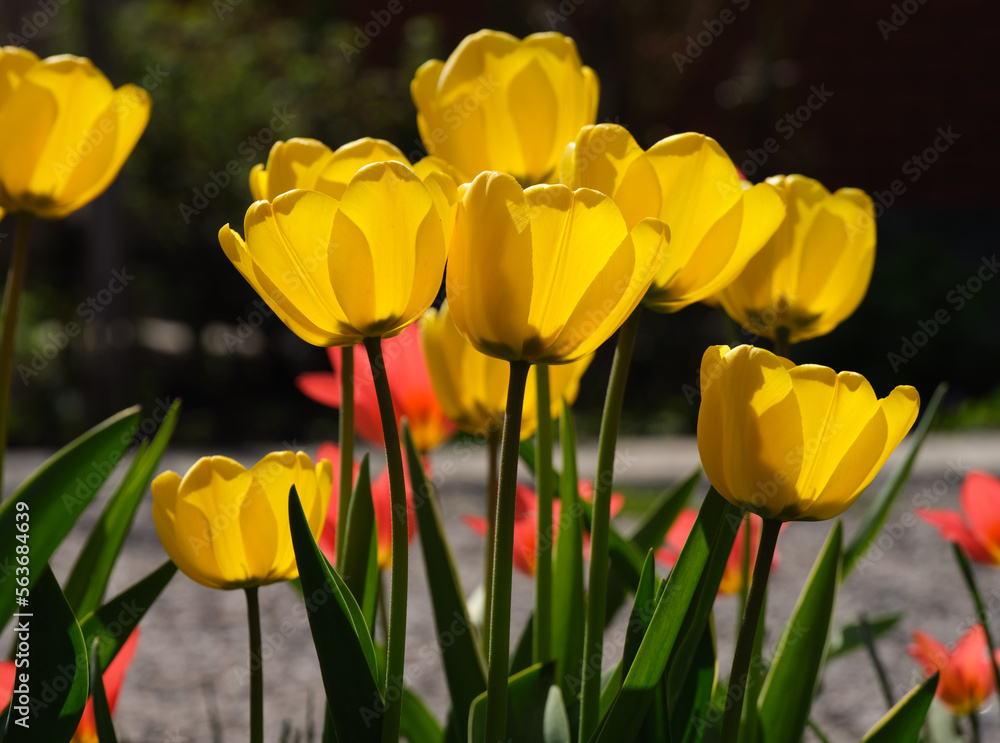 Obraz premium A yellow tulips flowering in the garden in sunny day. Springtime.