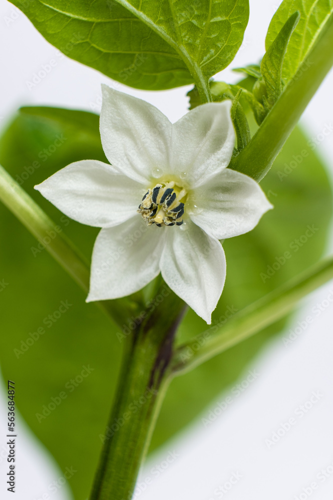Obraz premium Growing peppers from seeds. Step 9 - first flowers, blossoms