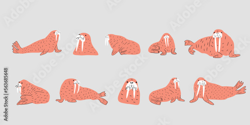 Cute walrus in Scandinavian style on a white background. Vector hand drawn kids illustration. Sea ocean. Underwater world