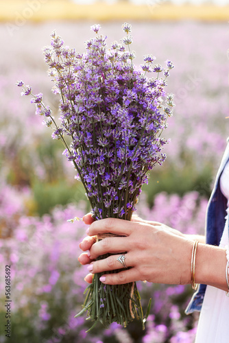 Close-up of woman hands holding big purple lavender flowers bouquet in lavender field