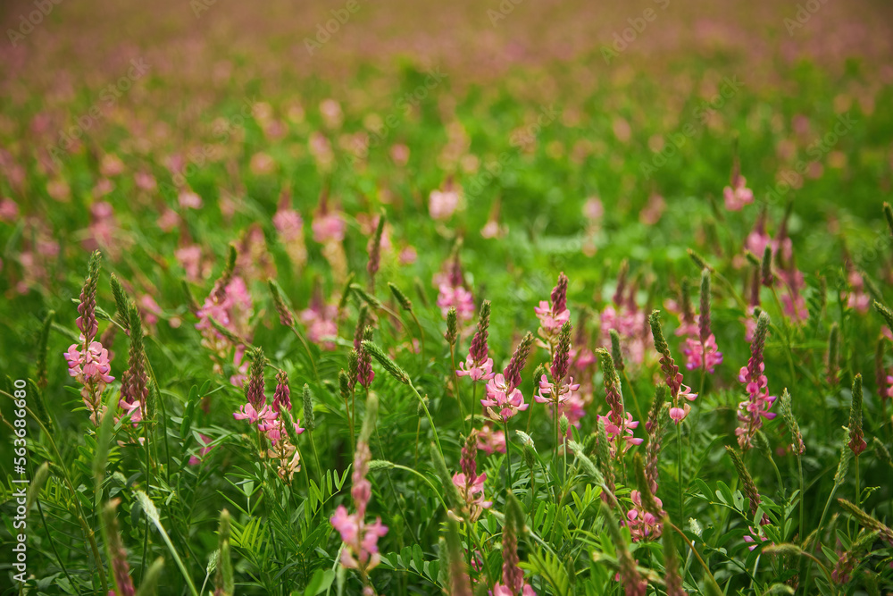 Sainfoin Onobrychis viciifolia growing in the grassland.