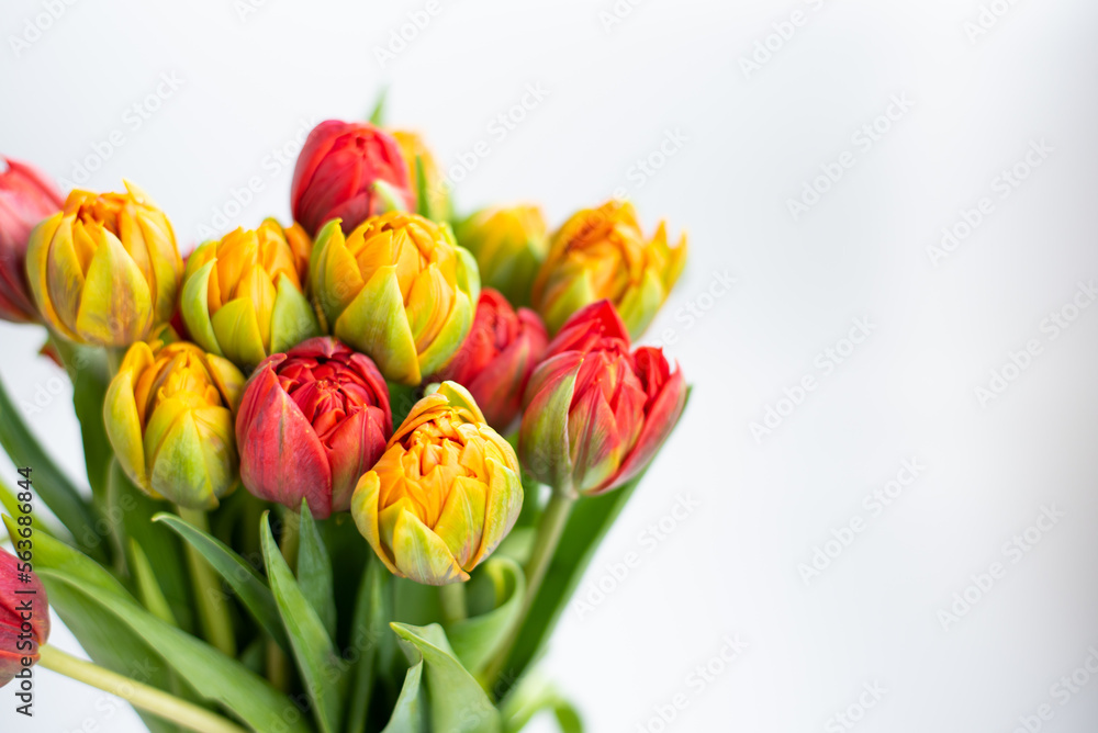 Bouquet of orange and red terry tulips on a white background Bouquet of orange and red terry tulips on a white background