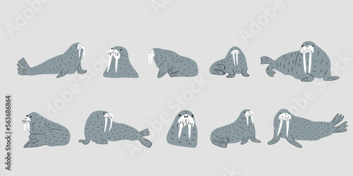Cute walrus in Scandinavian style on a white background. Vector hand drawn kids illustration. Sea ocean. Underwater world